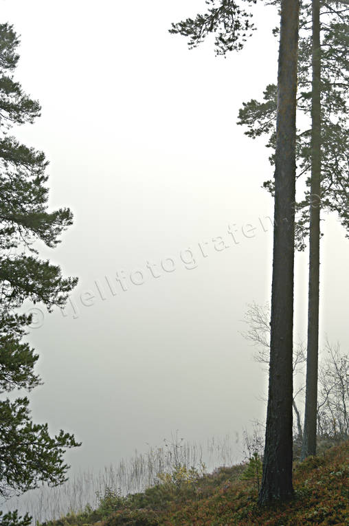 autumn, Herjedalen, lake, season, seasons, tree, tree trunks