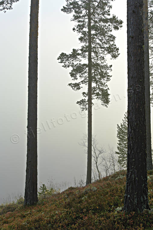 autumn, fog, Herjedalen, lake, landscapes, season, seasons, tree, tree trunks
