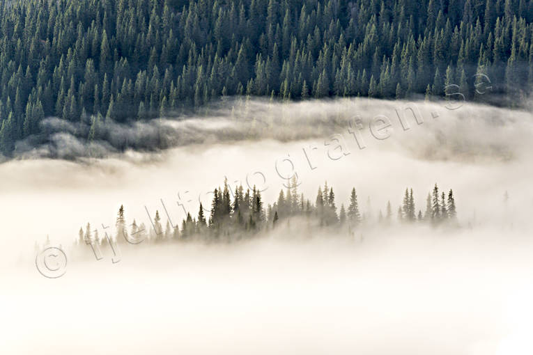 cloud, fog, Jamtland, landscapes, nature, pines, woodland