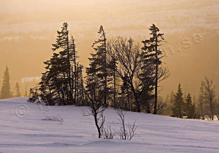 fog, old, pines, seasons, spruce stands, sunrise, winter