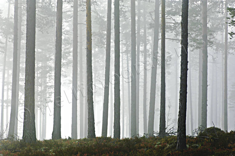 autumn, fog, Herjedalen, landscapes, season, seasons, tree, tree trunks