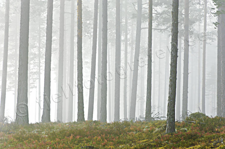 autumn, fog, Herjedalen, landscapes, season, seasons, tree, tree trunks