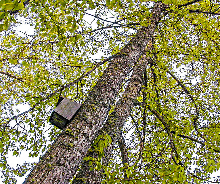 biotope, biotopes, cottonwood, aspen, poplar, foliage, leafage, forest land, forests, leaf, nature, nesting box, summer, tree, woodland