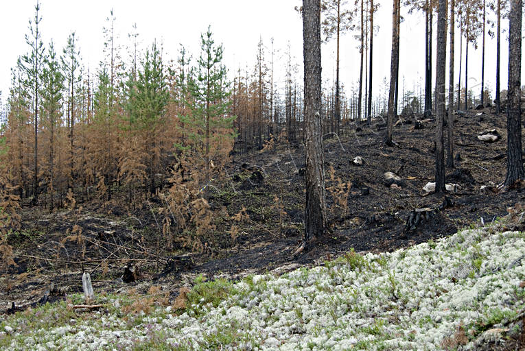 burnt, burnt, environment, fire, forest fire, forestry, fnsterlav, nature, reindeer moss, reindeer moss, woodland, work