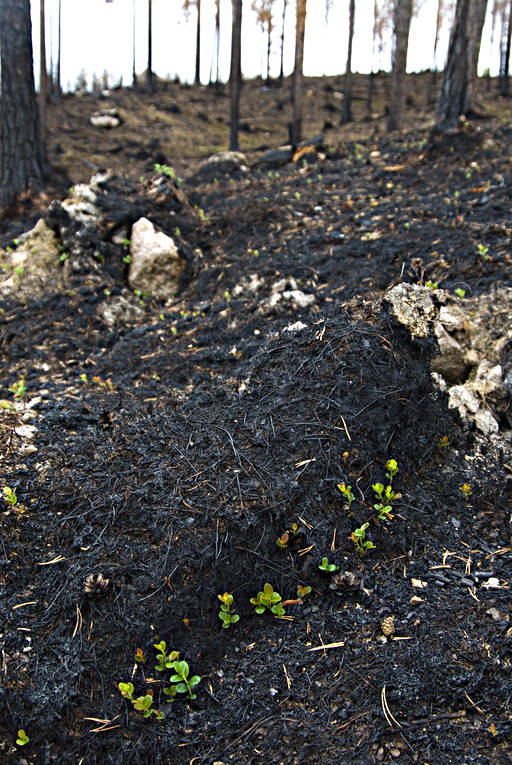 burnt, burnt, environment, fire, forest fire, forest land, forestry, nature, regrowth, woodland, work