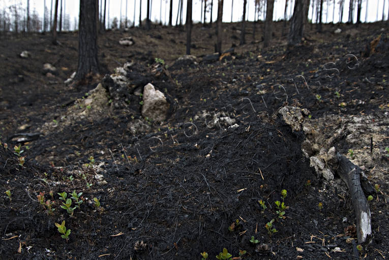 burnt, burnt, environment, fire, forest fire, forestry, nature, regrowth, woodland, work