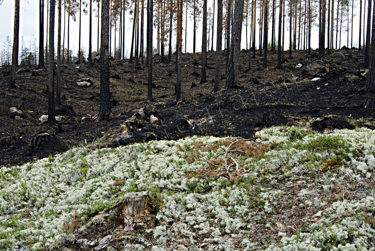 burnt, burnt, environment, fire, forest fire, forest land, forestry, fönsterlav, nature, reindeer moss, reindeer moss, woodland, work