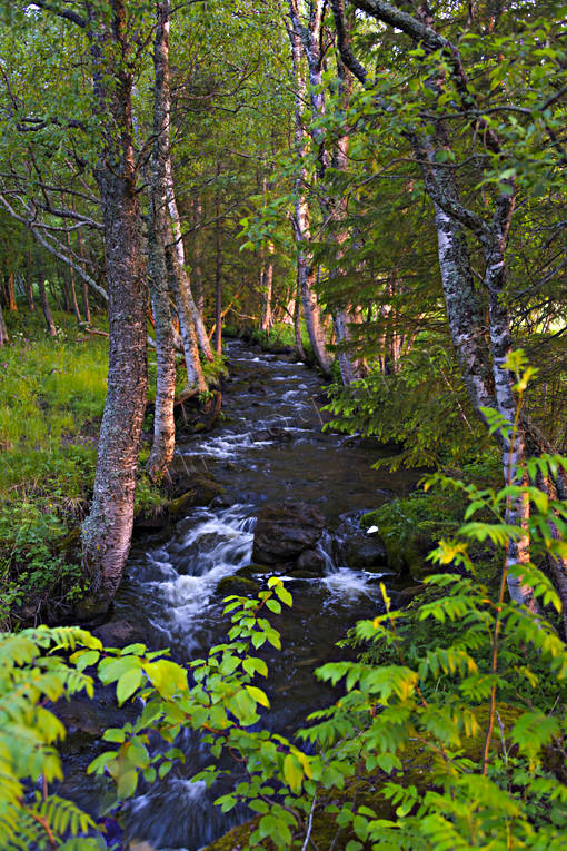 ambience, ambience pictures, atmosphere, biotoper skog, birches, creek, creek, evening light, forest creek, forest runlet, forest stream, forest creek, Jamtland, lvtrd, peaceful, rofyllt, summer, tree