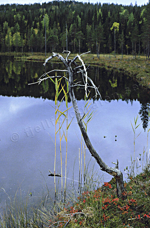 biotope, biotopes, forest land, forest tarn, forests, meres, nature, taiga, vatten, virgin forest, wildwood, water, woodland