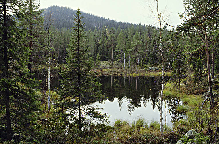 biotope, biotopes, forest land, forest tarn, forests, nature, softwood forest, taiga, tarn, virgin forest, wildwood, woodland