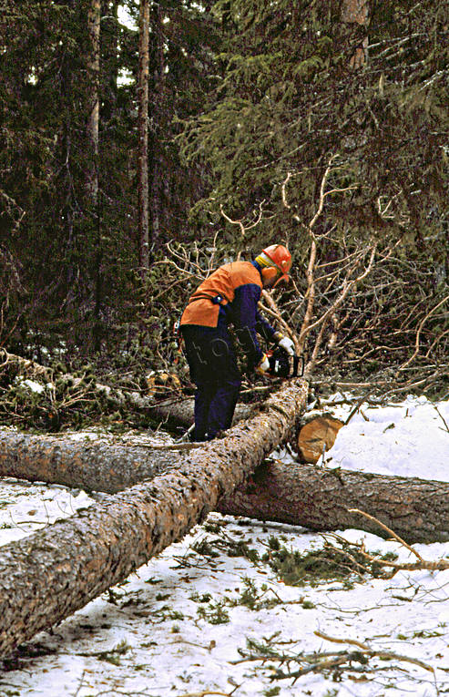 forest worker, forestry, logs, timber, timber logs, woodcutter, woodland, work