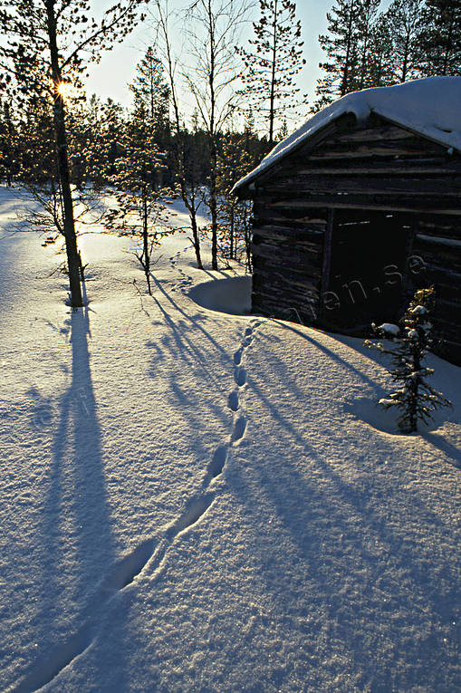 ambience, ambience pictures, atmosphere, barn, christmas ambience, christmas card, fox, fox's traces, Jamtland, landscapes, sunset, winter