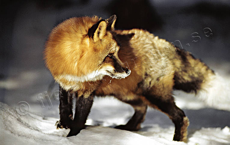 animals, fox, fox, glade, mammals, red fox, winter