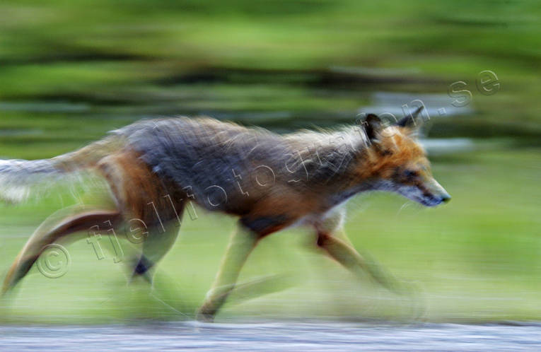 animals, blurred, fox, fox, lack of focus, mammals, movement, red fox, trot