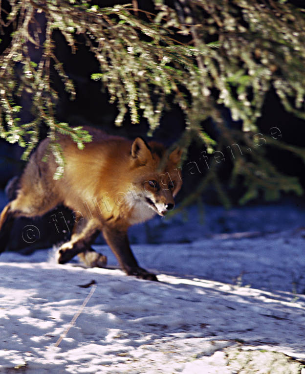 animals, fox, fox, fur, mammals, red fox, snow, winter, winter fur, woodland