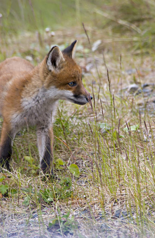 animals, fox, fox, fox puppy, foxes, game, kid, mammals, puppy, red fox