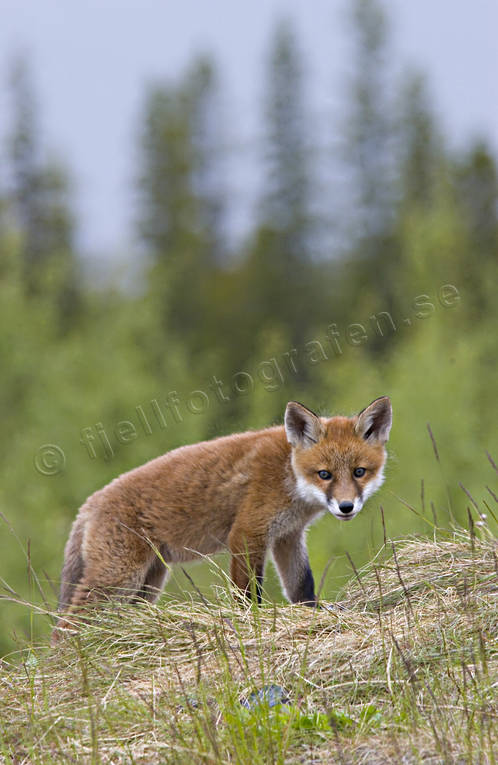 animals, fox, fox, fox puppy, foxes, game, kid, mammals, puppy, red fox