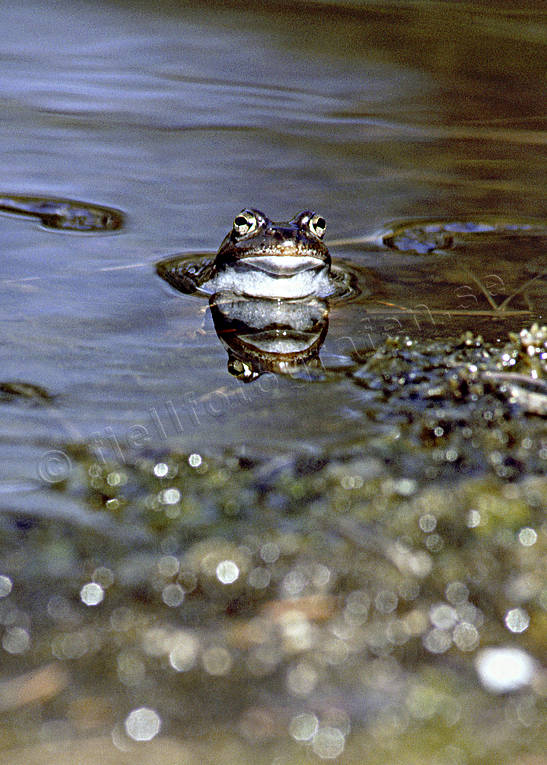 amphibians, animals, frog, frog mating, play, vanlig groda, vatten, water