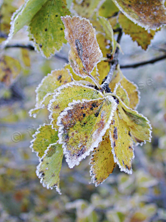 ambience, ambience pictures, aspen leaf, atmosphere, autumn, autumn coloured, autumn colours, court, frost-nipped, frosty, leaf, season, seasons