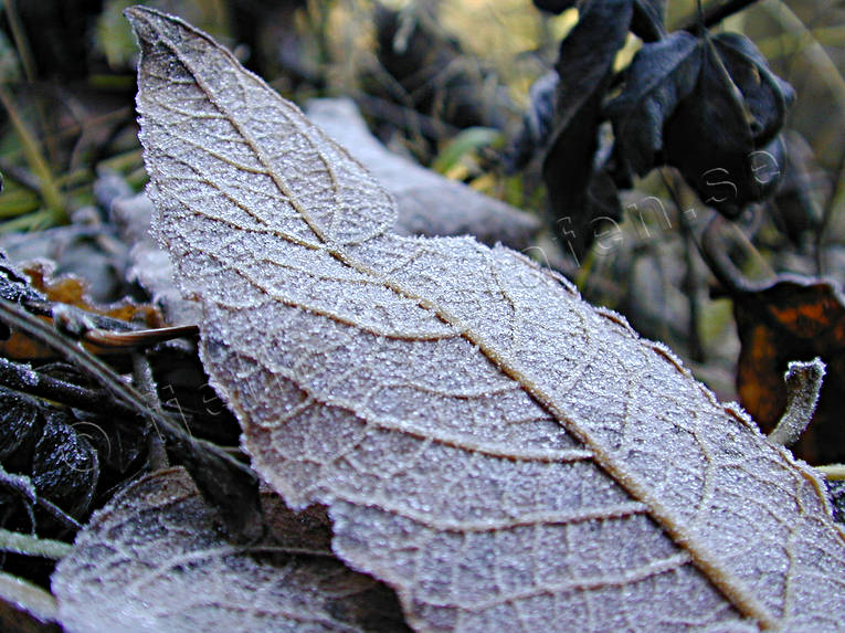 ambience, ambience pictures, atmosphere, autumn, court, frost-nipped, frost-nipped, frost-bitten, frosty, leaf, season, seasons