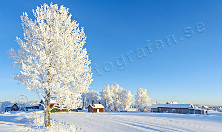 atmosphere, christmas ambience, frosty, frosty, hoarfrost, mid-winter, rime ice, season, seasons, tree, winter