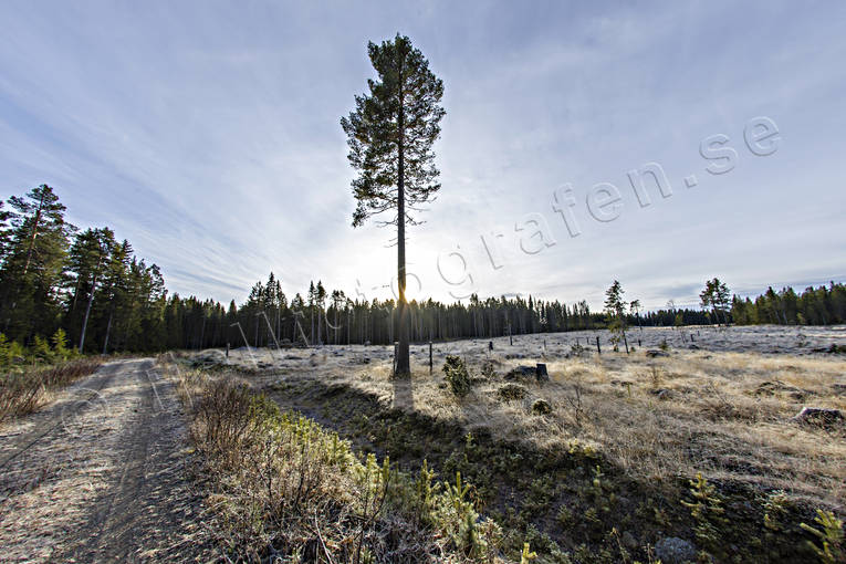 backlight, clear-felled area, cutting area, forestry, frtall, nature, pine, reslig, woodland