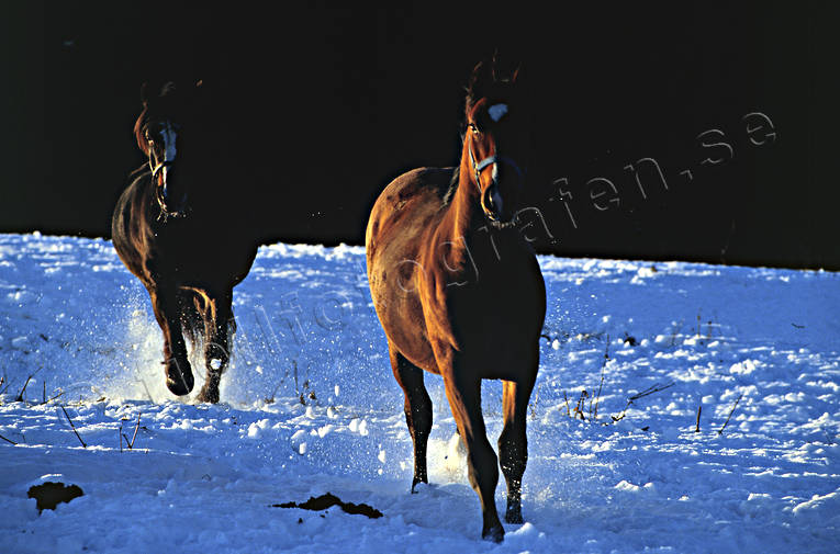 animals, gallop, horse, horses, mammals, pets, snow, speed, trot, winter