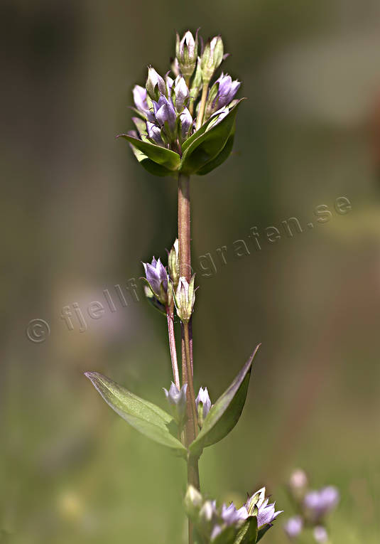 alpine flower, alpine flowers, biotope, biotopes, flowers, gentianella aurea, gentianella aurea, mountain, mountains, nature, plants, herbs