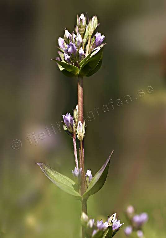 alpine flower, alpine flowers, biotope, biotopes, flowers, gentianella aurea, gentianella aurea, mountain, mountains, nature, plants, herbs