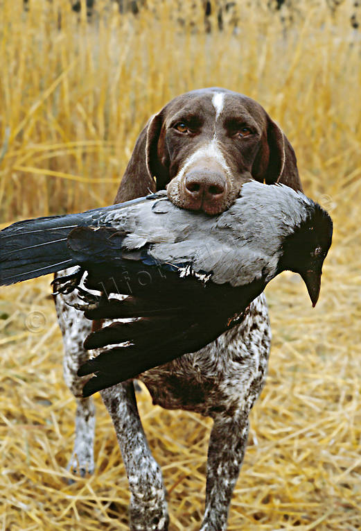 apport, crow, crow hunting, dog, german shorthaired pointer, hunting, kråkfågel