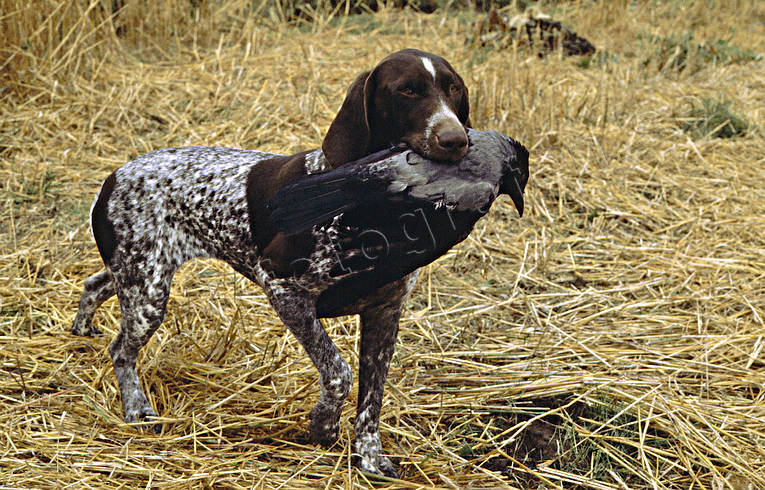 apport, apport, crow hunter, crow hunting, german shorthaired pointer, hunting, kråkfågel