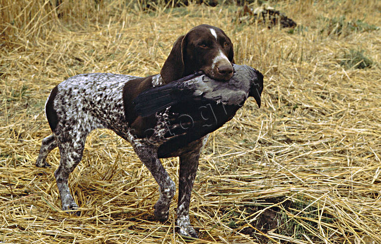 Hunting Crow Hunting German Shorthaired Pointer Apport Crow