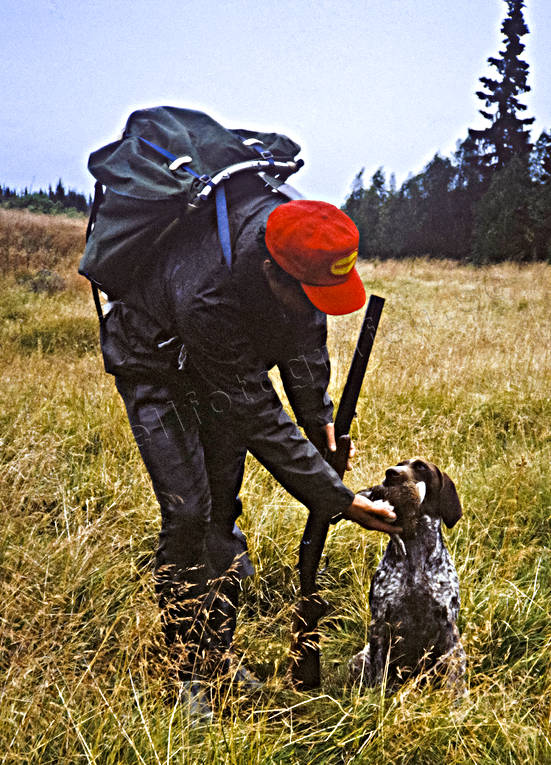 apport, apport, bird dog, bird hunting, dog, german shorthaired pointer, hunting, pointing dog, ptarmigan, white grouse hunt