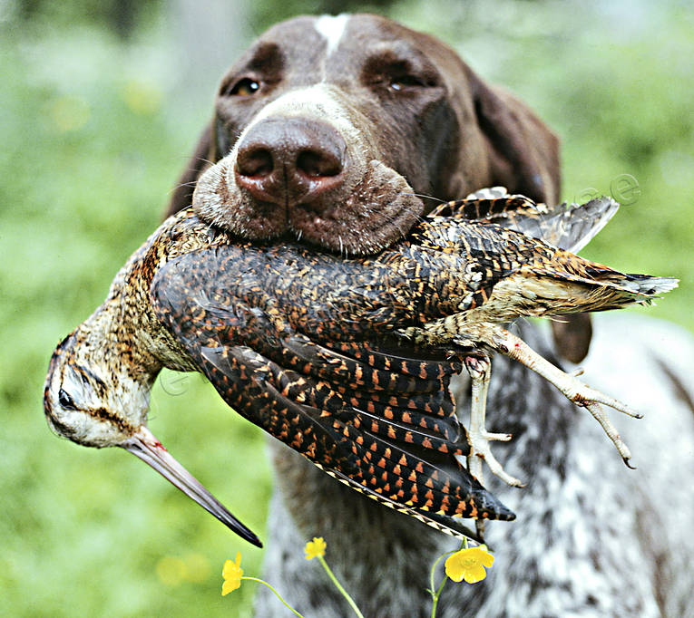 Hunting Woodcock German Shorthaired Pointer apporterar Woodcock