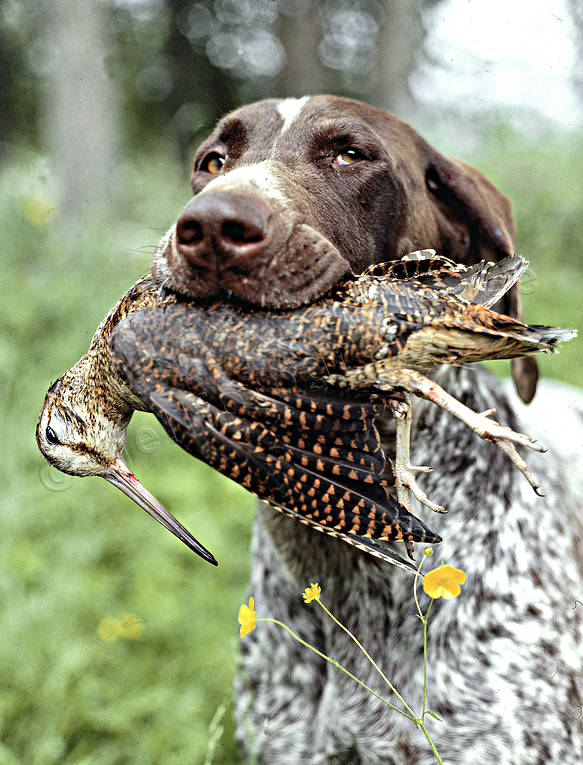 Hunting Woodcock German Shorthaired Pointer Apport Woodcock