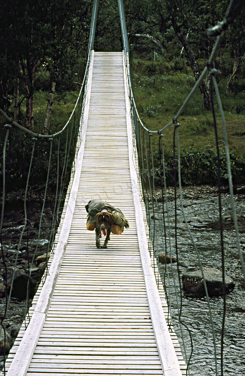 animals, bird dog, bridge, bridges, cable bridge, suspender bridge, carry, dog, dogs, german shorthaired pointer, hunting dog, klövja, klövjning, mammals