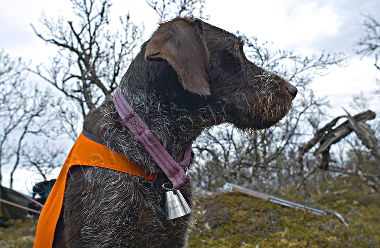 alpine hunting, animals, bell, bird dog, dog, dogs, german shorthaired pointer, hunting, mammals, pointing dog, white grouse hunt