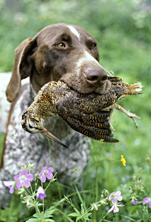 apport, bird dog, german shorthaired pointer, hunting, woodcock, woodcock hunting