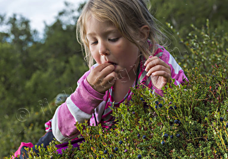 autumn, autumn colours, berries, berry picking, biotope, biotopes, blue, blue berries, blue berry brushwood, blbrsplockning, ericaceous plants, forest land, forests, girl, nature, season, seasons, woodland