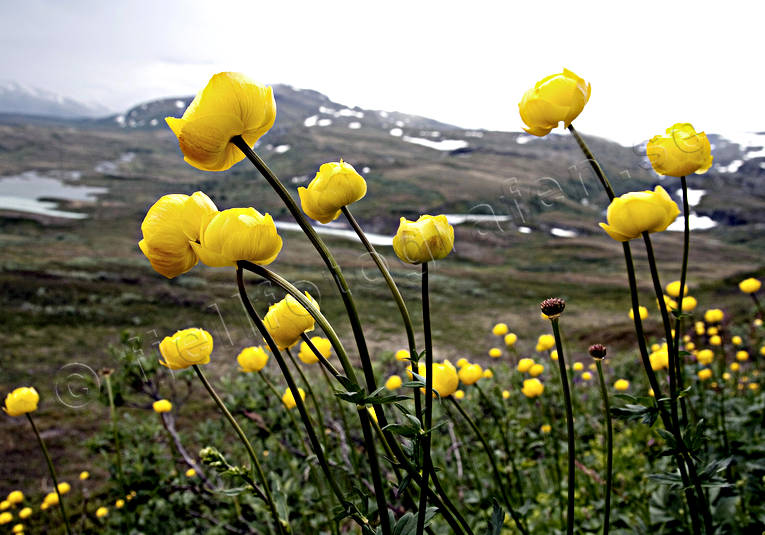 alpine flowers, biotope, biotopes, flowers, globeflower, globeflowers, mountain, mountains, nature, plants, herbs, trollius europaeus, yellow