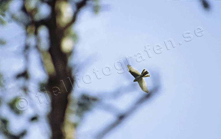 animals, bird, bird of prey, birds, goshawk, pigeon hawk, hawk, raptors