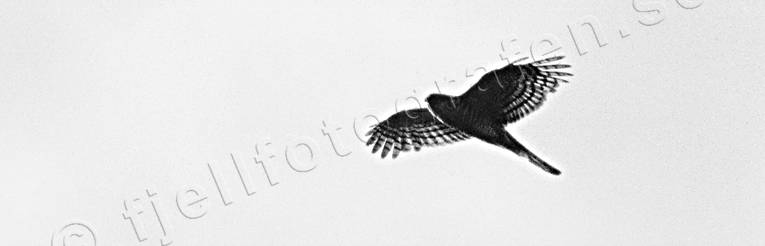 animals, bird, bird of prey, birds, black-and-white, goshawk, pigeon hawk, hawk, raptors