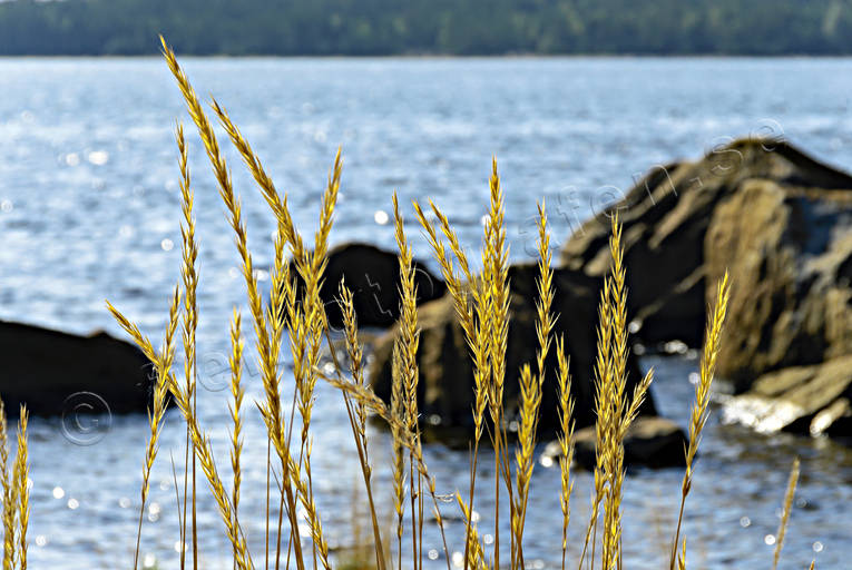 beach, grass, nature, sea, sea-shore, stersjkusten