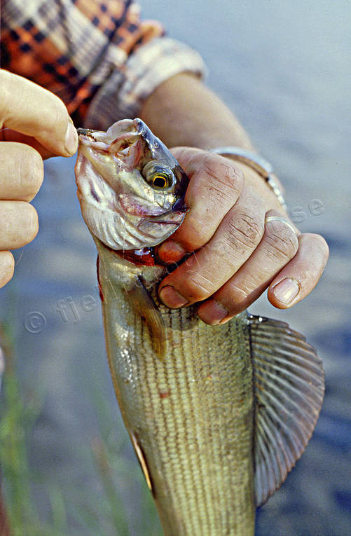 angling, fishing, fly, flyfishing, grayling