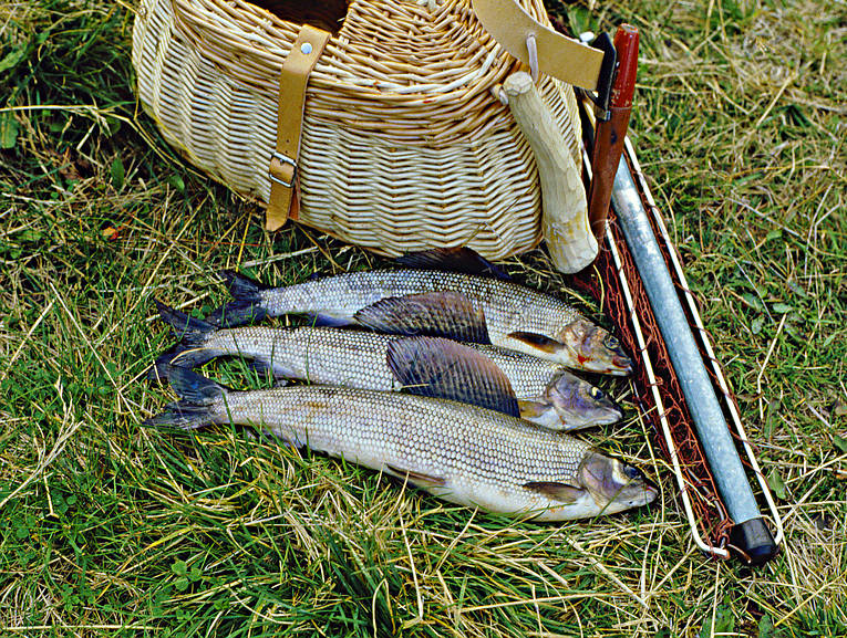 angling, fishing, fishing spots, flyfishing, grayling, graylings, Jamtland, Langan