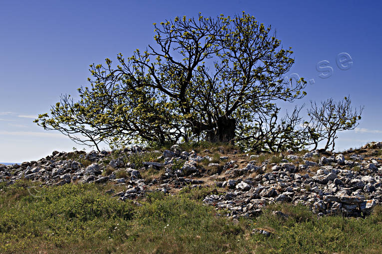antiquity, biotope, biotopes, biotper, culture, Gotland, Linnes ask, meadowland, nature, naturreservat, old, Stora Karls, summer, tree