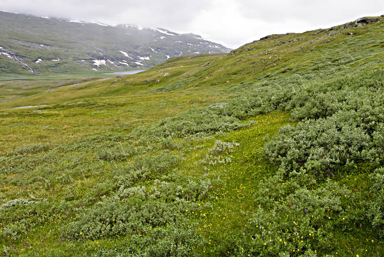 fjllng, green, landscapes, Lapland, national park, Padjelanta, summer