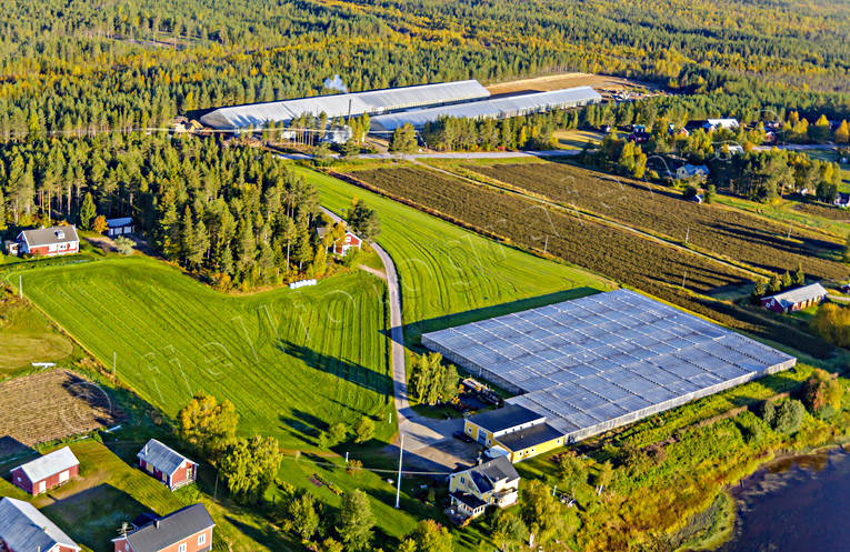 aerial photo, aerial photo, aerial photos, aerial photos, autumn, buildings, drone aerial, drnarfoto, engineering projects, farms, greenhouse, gurkodling, Hietalas Handelstrdgrd, installations, Korva, North Bothnia, polar circle, tomatodling