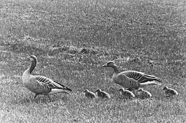 animals, birds, black-and-white, geese, goose, grey goose, little goose, gosling