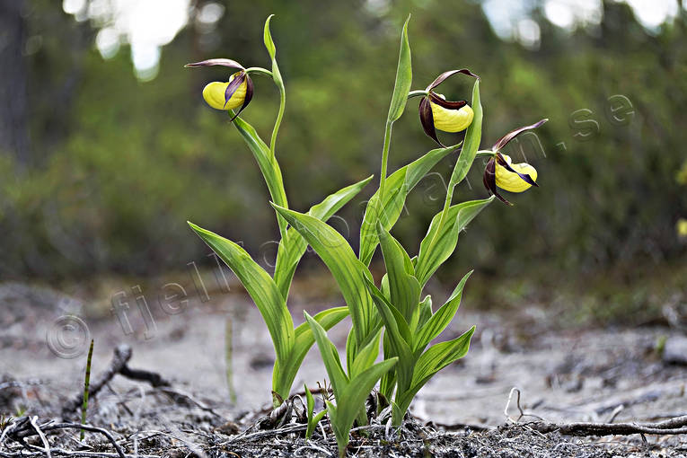 biotope, biotopes, flower, flowers, forests, lady's slipper orchid, nature, orchid, orchids, pale marsh, plants, herbs, Rodon, vikekarret, woodland